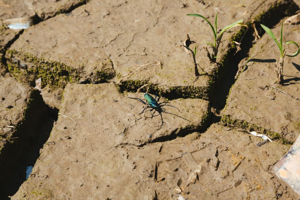 Вусач Мускусний (Берег Закарпатського Моря)