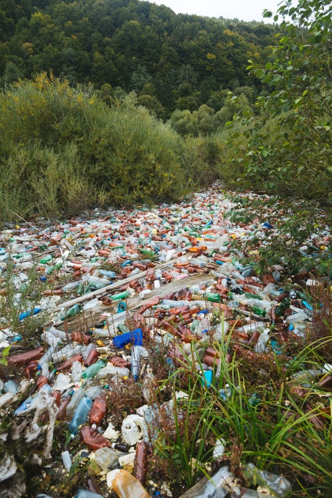 Берег Закарпатського Моря