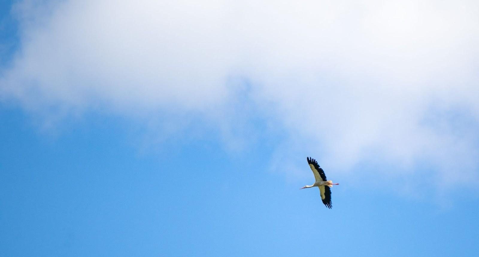 Великий зимовий облік птахів